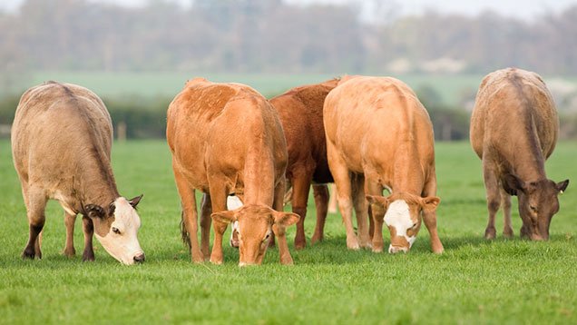 How to Sell Livestock Online in Australia?