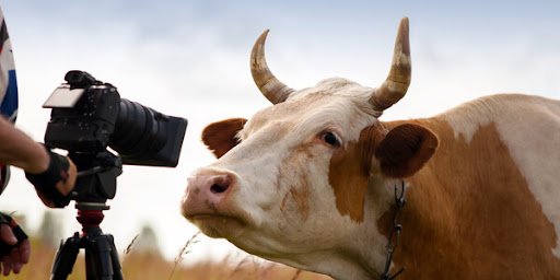 5 Tips to Photograph Your Livestock for Sale