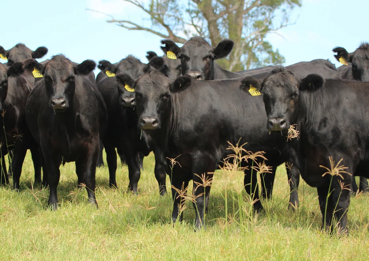 Cattle Sales Online