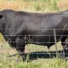 Angus bull 2021 registered