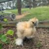 Purebred silkies