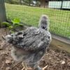 Brahma pullets