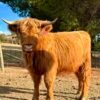 2 x Purebred Scottish Highland Cows for Sale