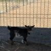 Pygmy doelings 60.54%