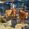 3 weaners for sale: 1 heifer, 2 steers.