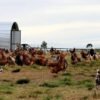 Laying hen (ISA Brown, Hy-Line) for sale