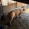 Large white boars